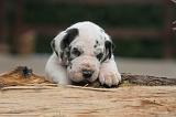 DOGUE ALLEMAND 978